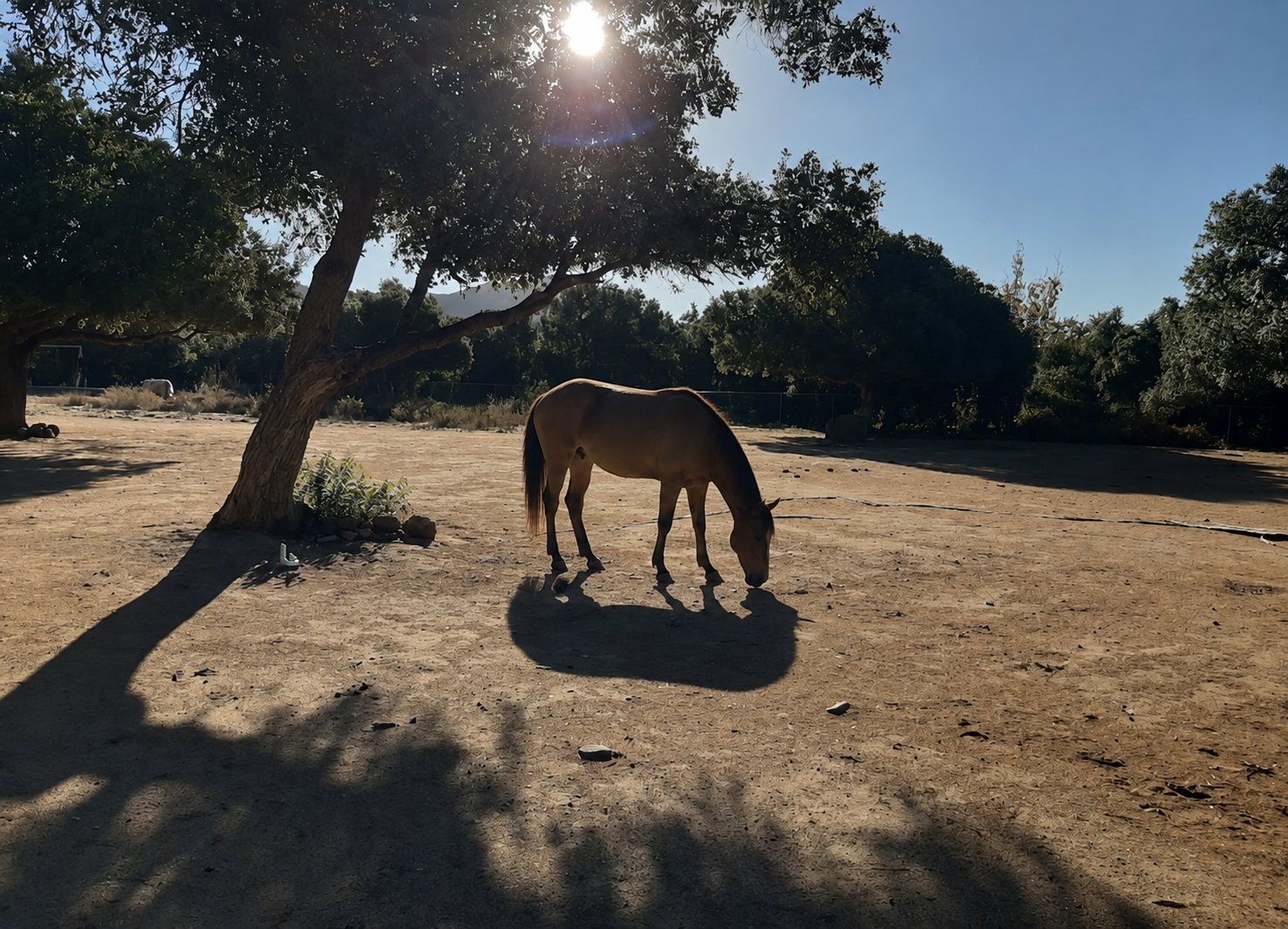 Paseos a caballo