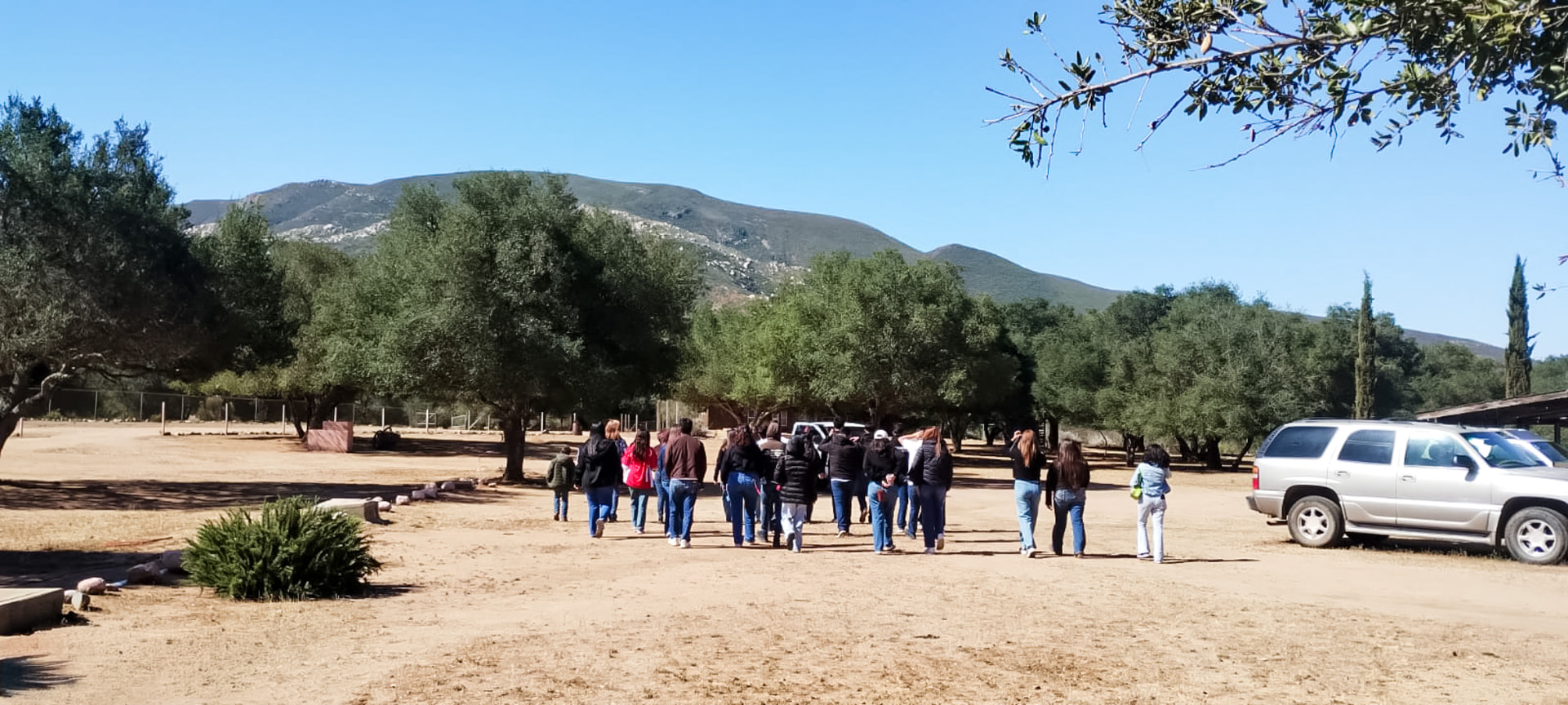 Recorrido guiado entre los olivos